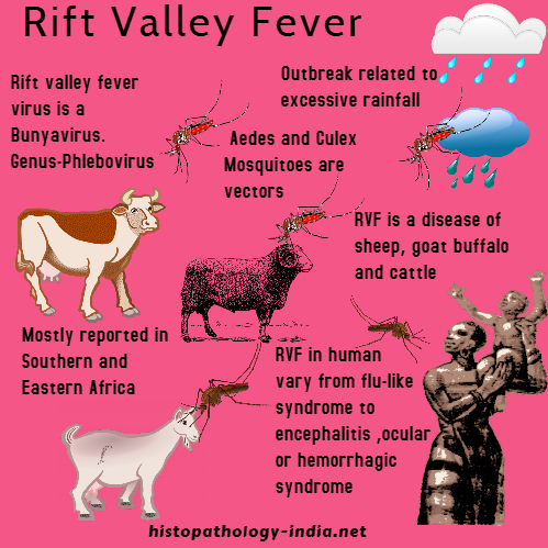 Pathology of Rift Valley Fever - Dr Sampurna Roy MD
